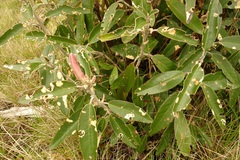 Olearia megalophylla