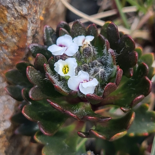 Menonvillea