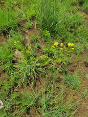 Pearsonia cajanifolia