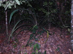 Pandanus houlletii
