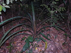 Pandanus houlletii
