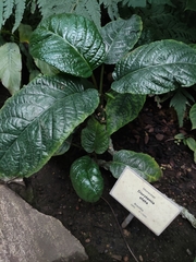 Dorstenia elata