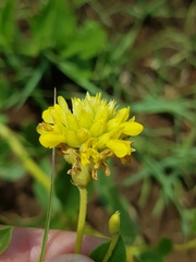 Pearsonia cajanifolia