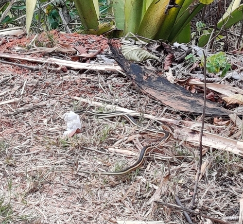 Lateral Water Snake