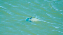 Dactyliophorae