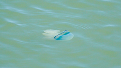 Dactyliophorae