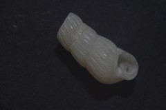 Turbonilla lactea