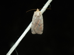 Protolampra sobrina