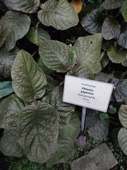 Fittonia gigantea