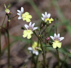 Nemesia versicolor