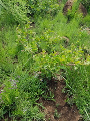 Rhoicissus tridentata