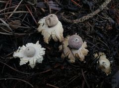 Geastrum granulosum