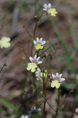 Nemesia versicolor