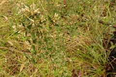 Olearia erubescens