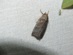 Ipimorpha retusa