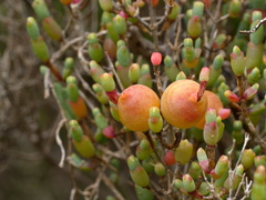 Asphondylia tecticorniae
