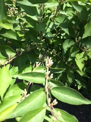 Lonicera maackii