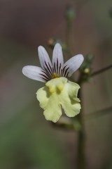 Nemesia versicolor