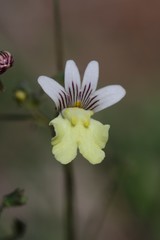 Nemesia versicolor