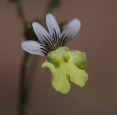 Nemesia versicolor