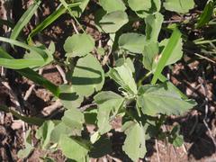 Abutilon austro-africanum