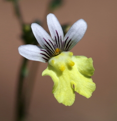 Nemesia versicolor