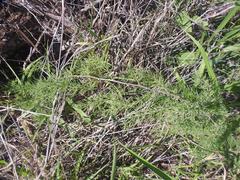 Asparagus exuvialis