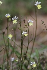 Nemesia versicolor