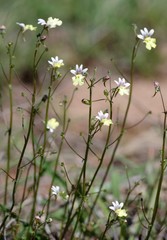 Nemesia versicolor