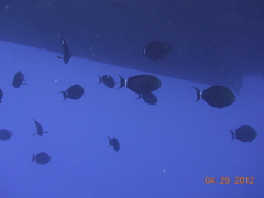 Acanthurus gahhm