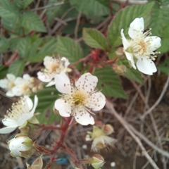 Rubus
