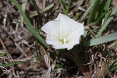 Ipomoea simplex