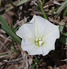 Ipomoea simplex