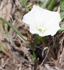 Ipomoea simplex