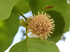 Mitragyna parvifolia