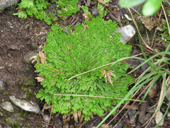 Selaginella pilifera