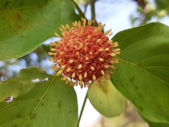 Mitragyna parvifolia