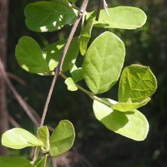 Combretum hereroense