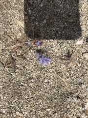 Eriastrum eremicum eremicum