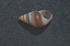 Barleeia unifasciata