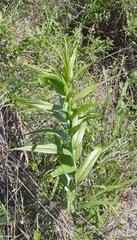 Gloriosa superba