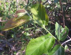 Grewia flavescens