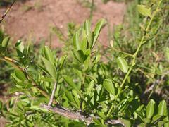 Gymnosporia glaucophylla