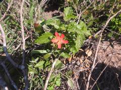 Hibiscus praeteritus
