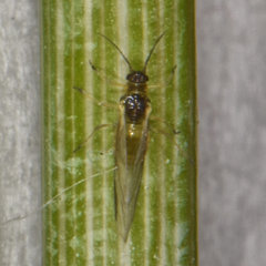 Cavariella aegopodii