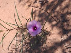 Ipomoea bolusiana