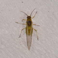 Cavariella aegopodii