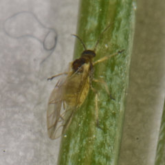 Cavariella aegopodii