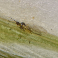 Cavariella aegopodii