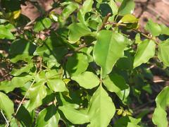 Lannea schweinfurthii